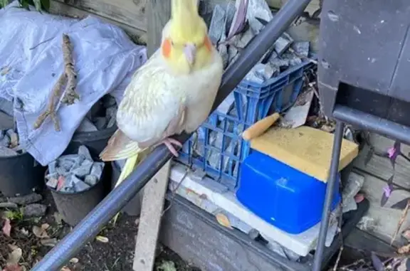 Unexpected Avian Visitor at Ma...