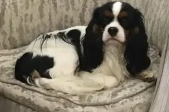 Chien perdu Cavalier King Charles Amilly - photo