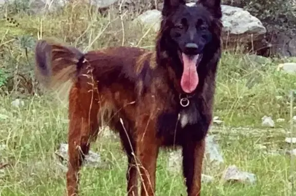 Chienne Tervuren perdue à Cuers - photo