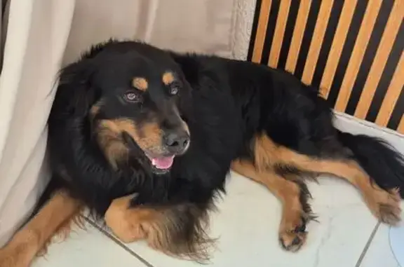 cachorro encontrada