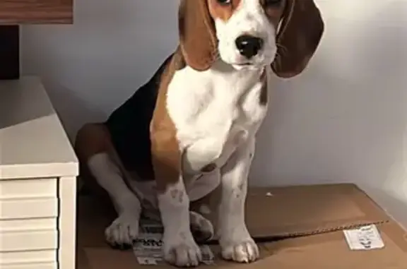 cachorro desaparecida