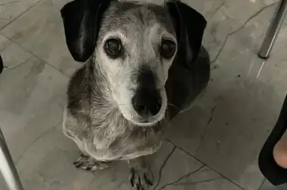 cachorro desaparecida