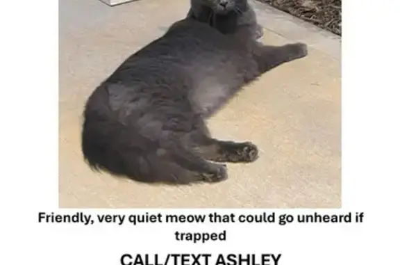 Lost Quiet Lil: Russian Blue in Denver