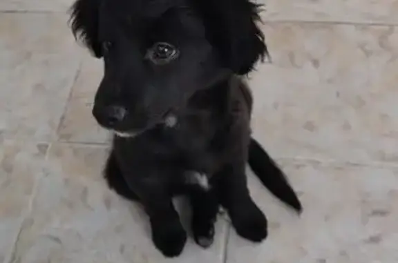 cachorro desaparecida