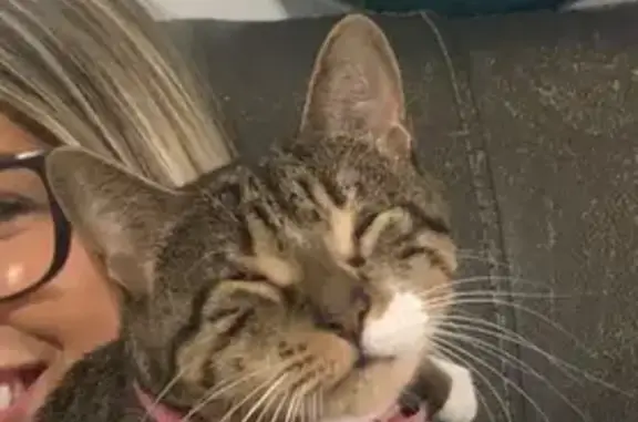 Lost Cat: Gatita with Pink Collar