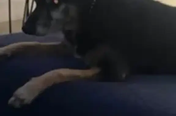 cachorro desaparecida