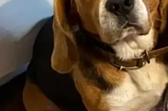 Chien perdu Nouvelle-Aquitaine, photo : Beagle tricolore perdu à Saint-Martin-de-Hinx