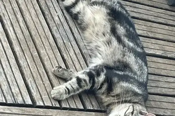 Chat perdue Luna, Cavaillon, sans collier - photo