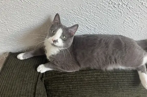 Chat perdu, , photo: Chat européen gris/blanc perdu Freyming
