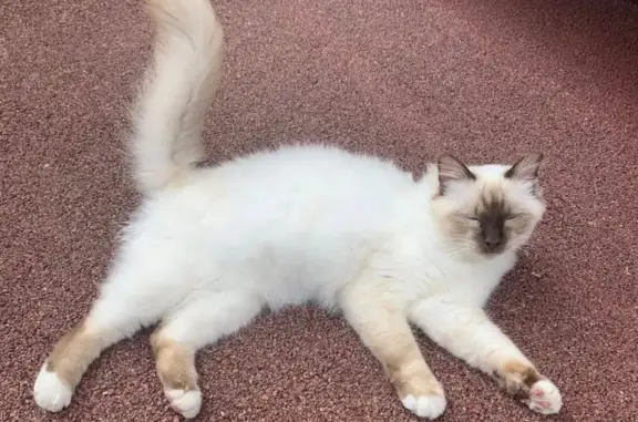 Animaux perdus Margencel, photo: Chat sacré de Birmanie perdu à Margencel