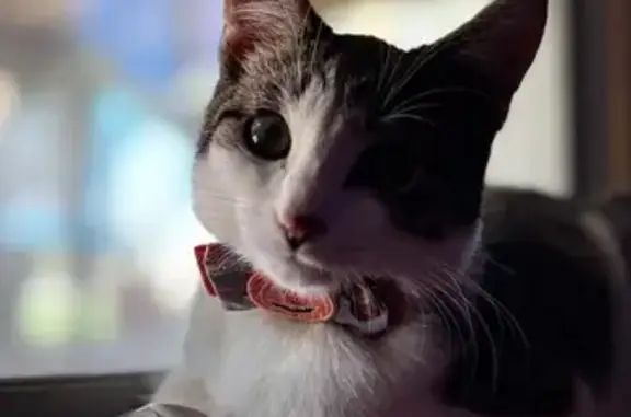 Missing cat Appleton, photo: Lost Cat: White/Grey Stripes, Pumpkin Collar