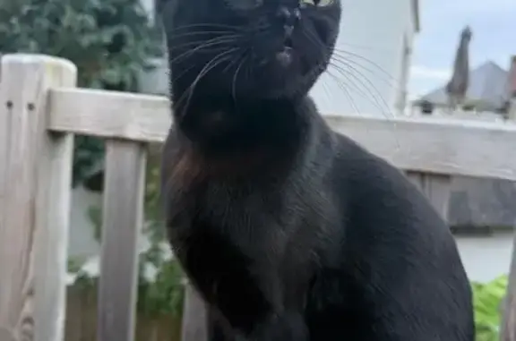 Animaux perdus , photo: Petite chatte Bombay noire perdue en Normandie