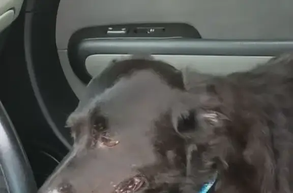 Lost Dog: Sweet Zeva Marie in Fayetteville