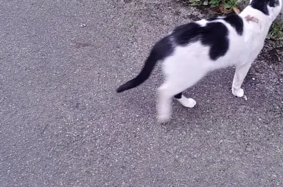 Animaux trouvés , photo: Chat noir et blanc trouvé à Elbeuf