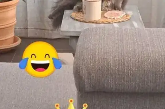 Chat perdu : Gribouille, poil long gris - photo