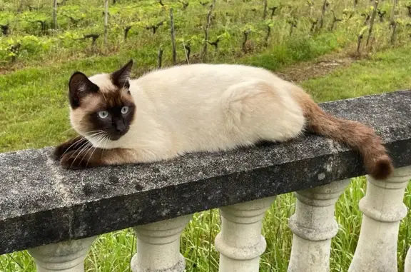 Chat siamois perdu à Fronsac, répond à Lili - photo