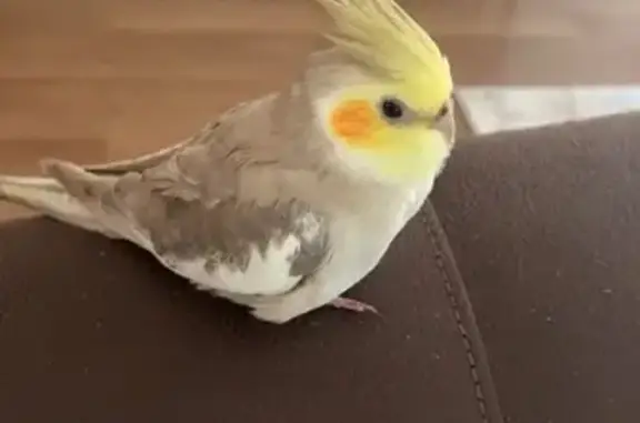 Lost Cockatiel: Friendly & Whistles 'Come Here'