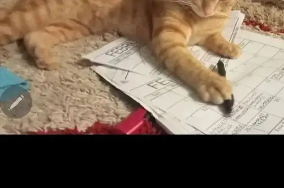 Lost Ginger Cat on Stanley Street