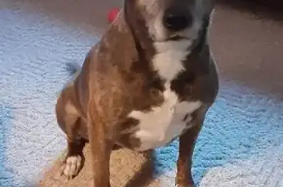 Missing dog Indianapolis, photo: Lost Brindle Dog: Friendly & Food Motivated
