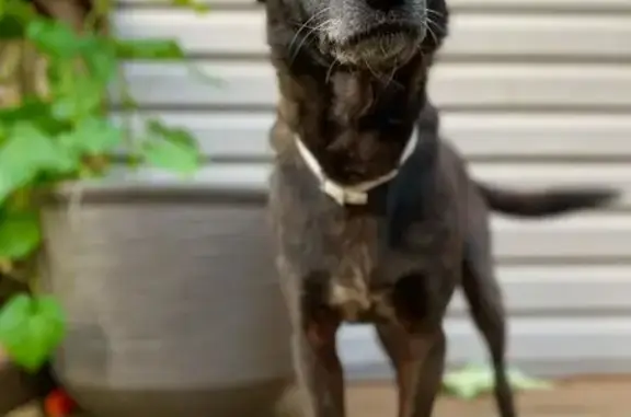 Lost Black Dog: Seneca Rocks Search