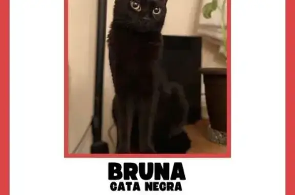 Se busca: Gata negra joven en Valencia