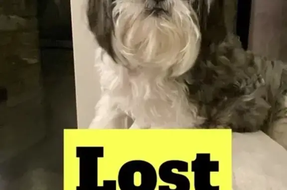 Lost Shih Tzu: Kopper in Jonesboro