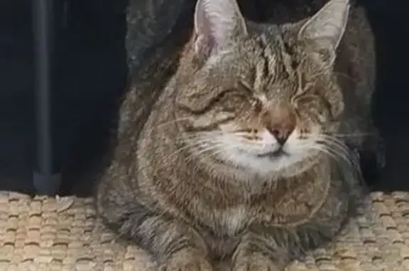 Chat perdu : Tao, 13 ans, aveugle, Antibes - photo