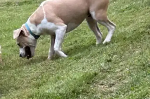 Lost Friendly Pitbull Mix - Boots