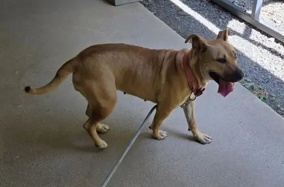 Found dog Little Rock, photo: Sweet Tan Dog Found on County Road 31
