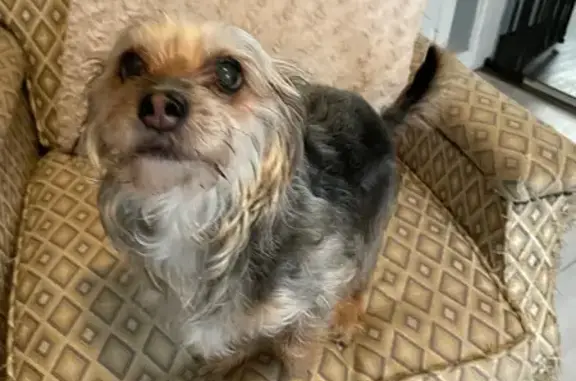 Found dog Conway, photo: Sweet Elderly Yorkie Found on Hwy 365
