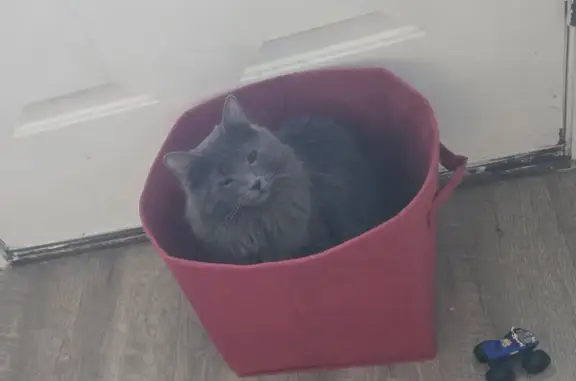 Lost Fluffy Grey Cat in Santaquin
