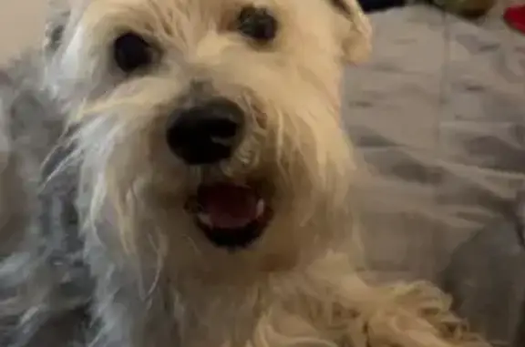 Missing dog Corpus Christi, photo: Help Bring Royce, Our Beloved Dog, Home