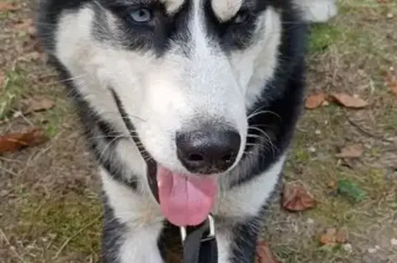 Lost Dog: Black & White in East Patchogue
