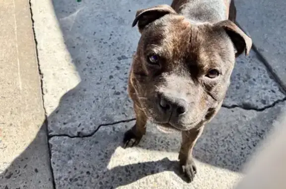 Lost Staffordshire Terrier: Black & Brown