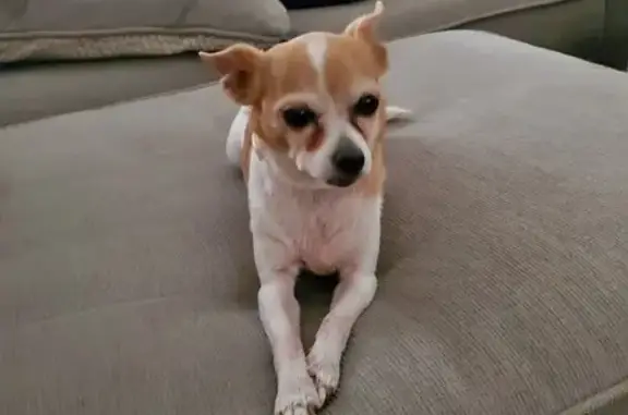 Lost: Tiny, Elderly Dog in Allen Park