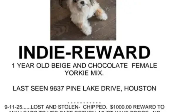 Lost Yorkie Mix on Pine Lake Drive