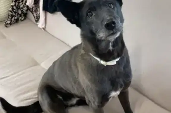 Lost Dog: Loopa in Seneca Rocks
