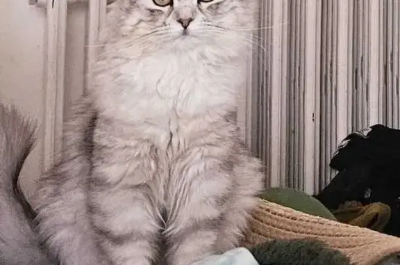 Animaux perdus Colomiers, photo: Chatte perdue, blanche et grise, Colomiers