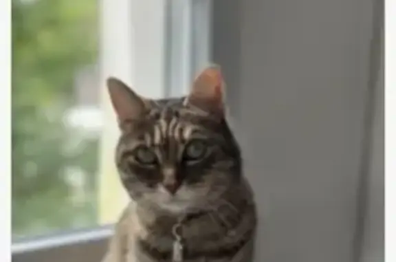 Chat perdu, Biscarrosse, photo: Chat tigré perdu, effrayé, Biscarrosse