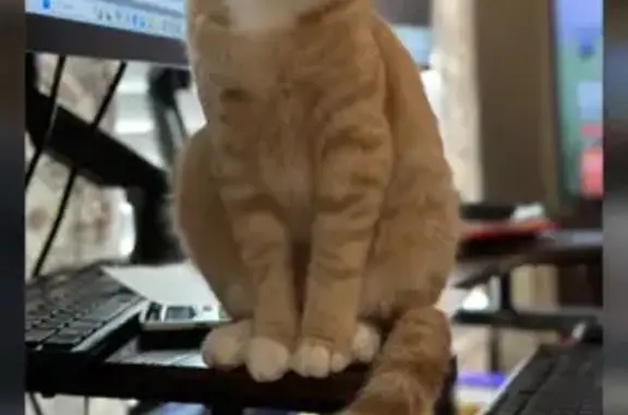 Lost Friendly Tabby on Friar Drive