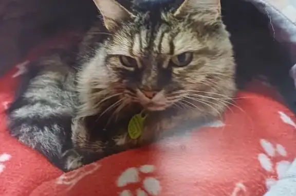 Buscamos a Gato Carey Perdido en Cádiz