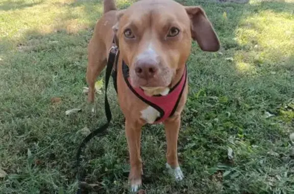 Found dog Terre Haute, photo: Lost Dog: Light Brown, Red Collar