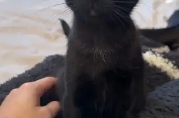 Tiny Black/Brown Cat Lost in Lyndhurst