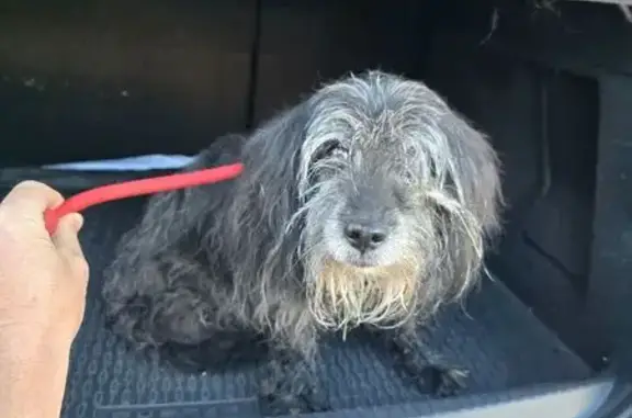 Chien trouvé Oignies, photo: Chien(ne) gris(e) âgé(e) trouvé(e) à Oignies