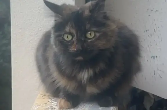 Chatte écaille de tortue perdue à Ajaccio - photo