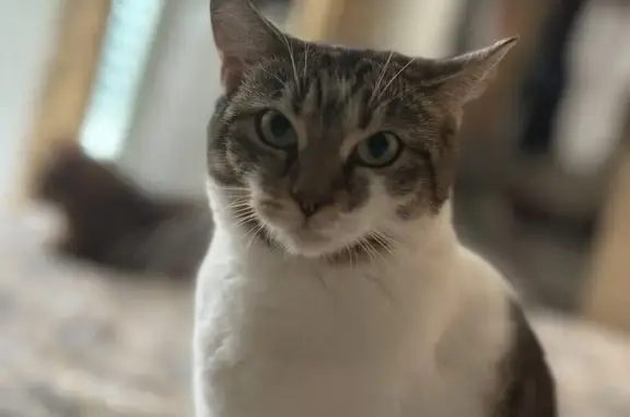 Gata Perdida: Blanca con Corazón Gris Moteado