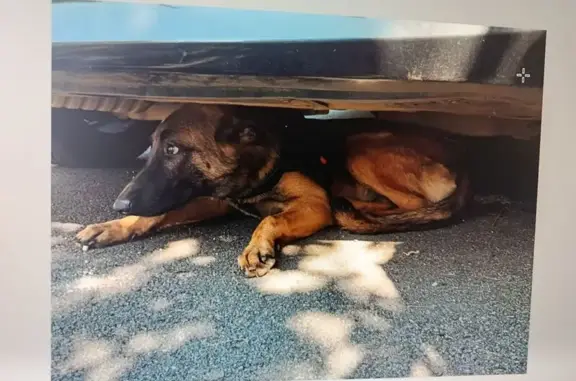 Chien trouvé , photo: Malinois femelle trouvée Rue de la Butte