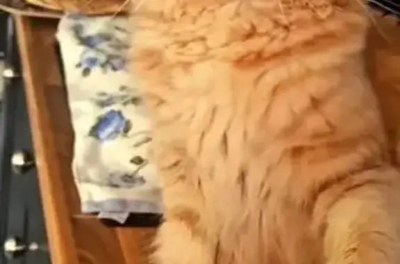 Lost: Beige Maine Coon in Surrey Crescent