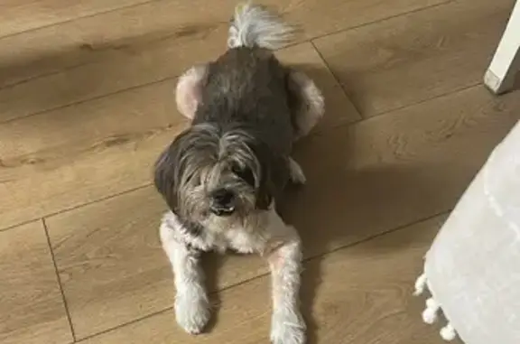 Lost Shih Tzu: One-Eyed, Needs Medicine