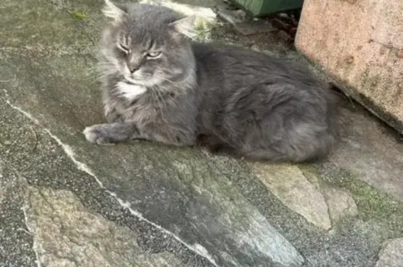 Animaux trouvés Bons-en-Chablais, photo: Chat gris trouvé, blessé, sociable, Bons-en-Chablais